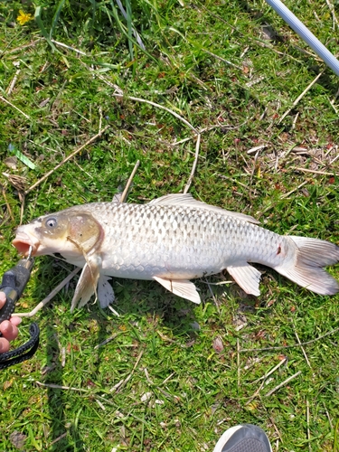 コイの釣果