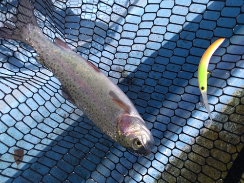 ニジマスの釣果