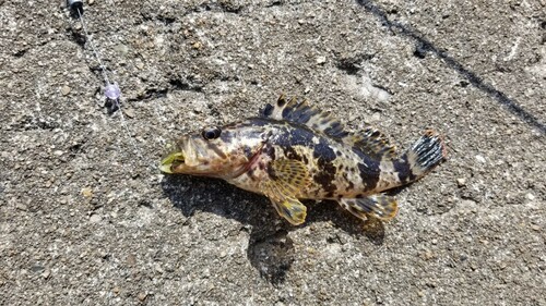 タケノコメバルの釣果