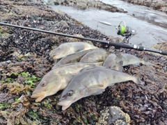 ホッケの釣果