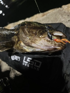 タケノコメバルの釣果