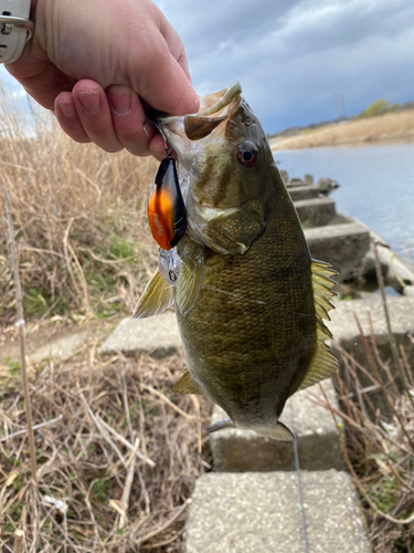 スモールマウスバスの釣果