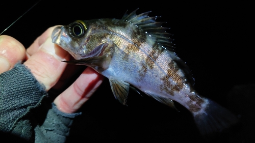 メバルの釣果