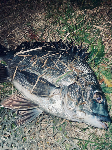 チヌの釣果