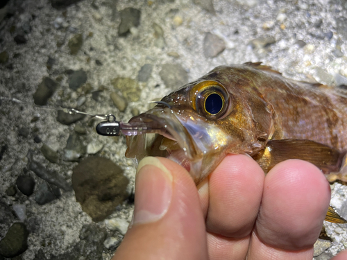 メバルの釣果