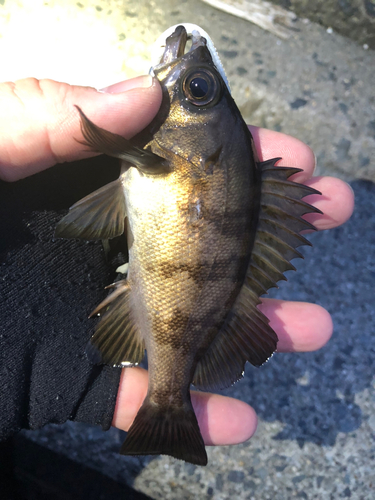 メバルの釣果