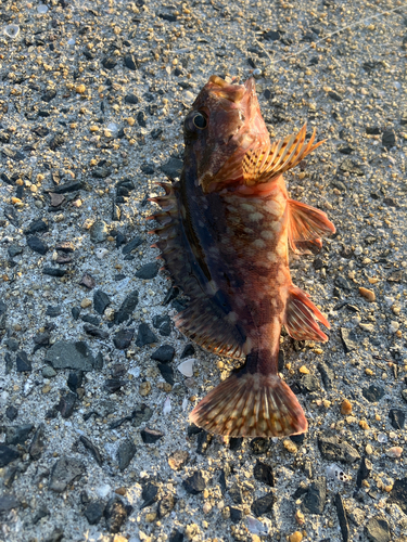 アラカブの釣果