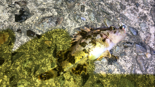 タケノコメバルの釣果