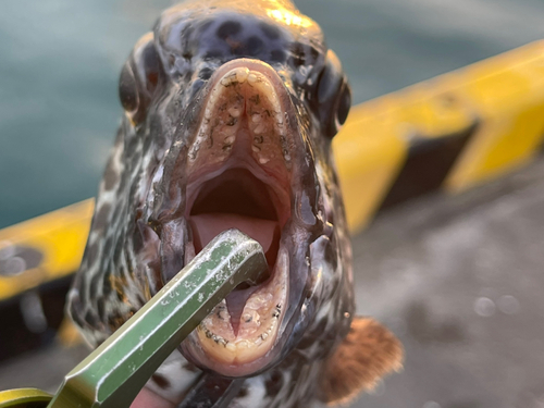 イシガキダイの釣果