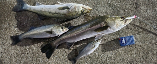 シーバスの釣果