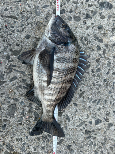 クロダイの釣果