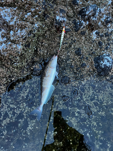 ホッケの釣果