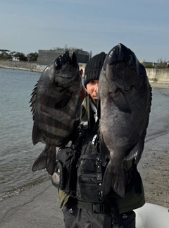 イシダイの釣果