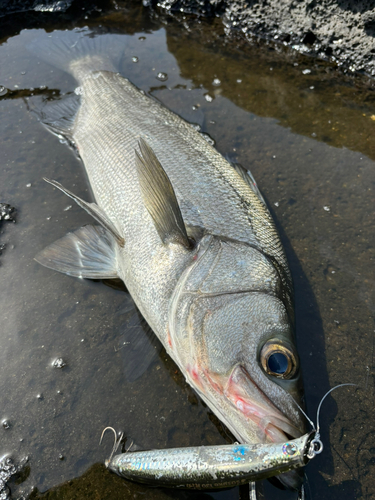 ヒラスズキの釣果