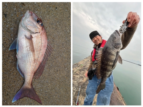 クロダイの釣果