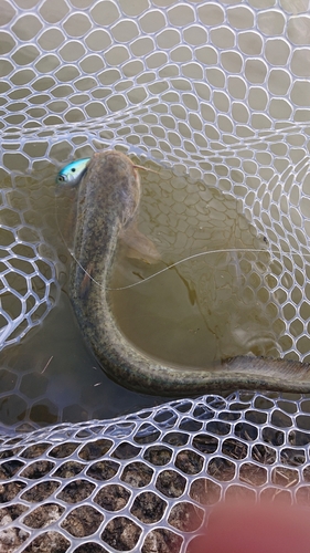 ニホンナマズの釣果