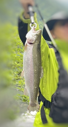 ニジマスの釣果