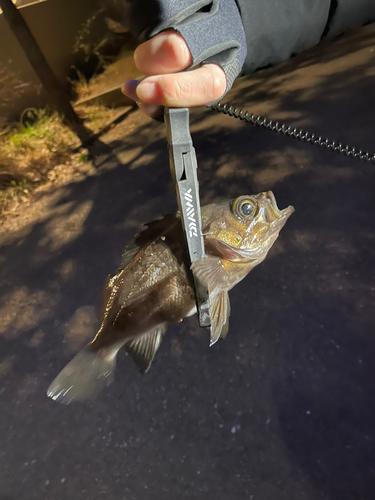 メバルの釣果