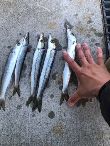 カマスの釣果