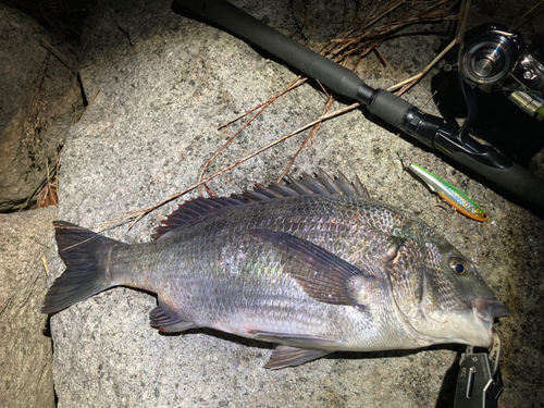 チヌの釣果