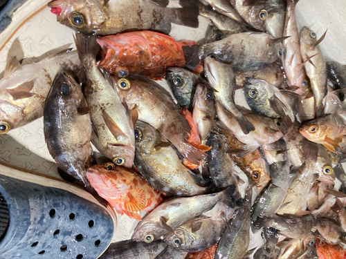 クロメバルの釣果