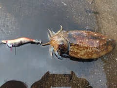 コウイカの釣果