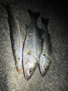 カマスの釣果