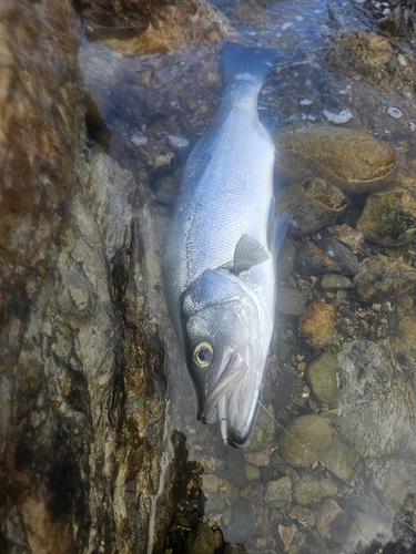 ヒラスズキの釣果