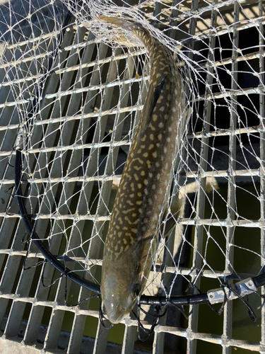 アメマスの釣果