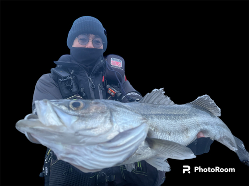 スズキの釣果