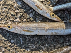 カマスの釣果