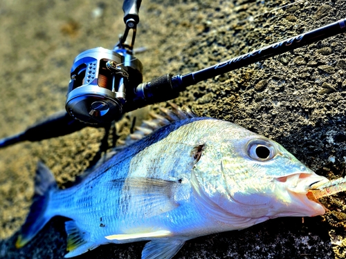 キチヌの釣果