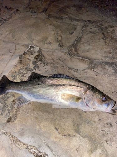 セイゴ（マルスズキ）の釣果