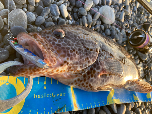 オオモンハタの釣果