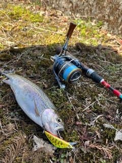 ニジマスの釣果