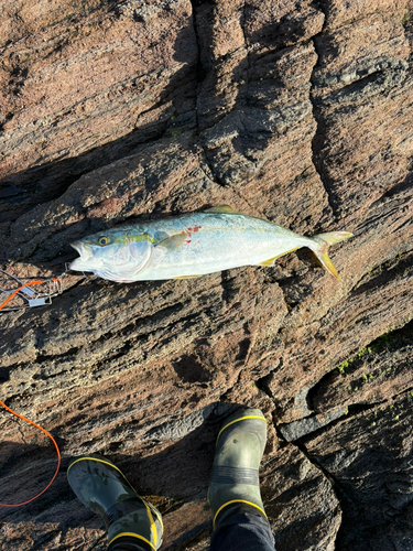 ヤズの釣果