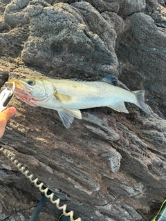 セッパ（ヒラスズキ）の釣果