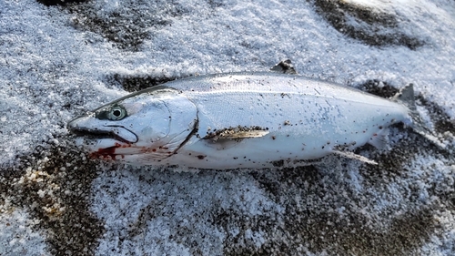 サクラマスの釣果