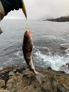 ホッケの釣果