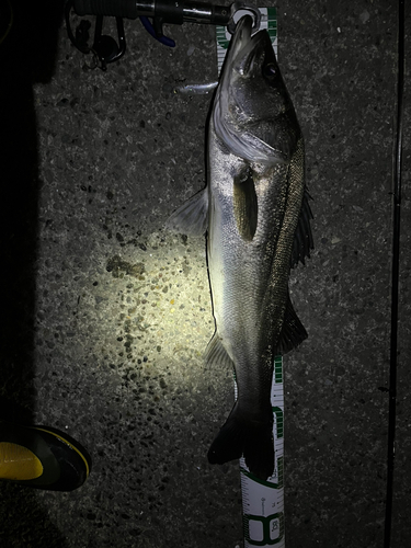 シーバスの釣果