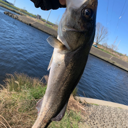 ボウズが主流の釣果