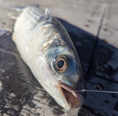 ボラの釣果