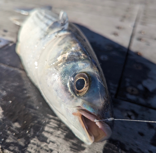 ボラの釣果