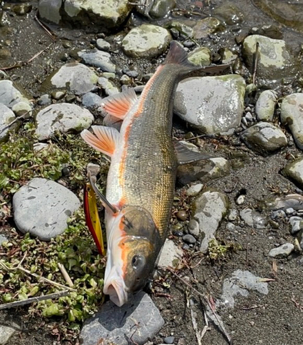 マルタウグイの釣果