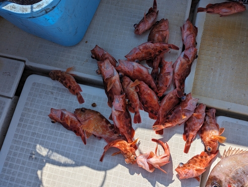 アラカブの釣果