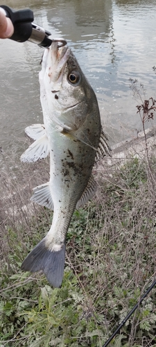 タイリクスズキの釣果