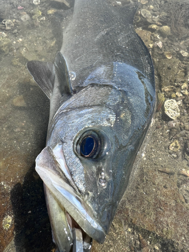 ヒラスズキの釣果