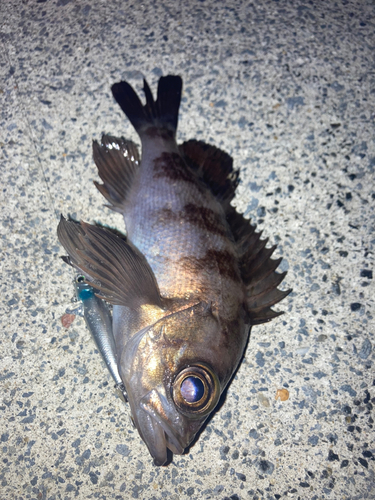 メバルの釣果