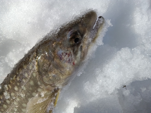 アメマスの釣果