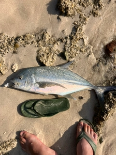 オニヒラアジの釣果